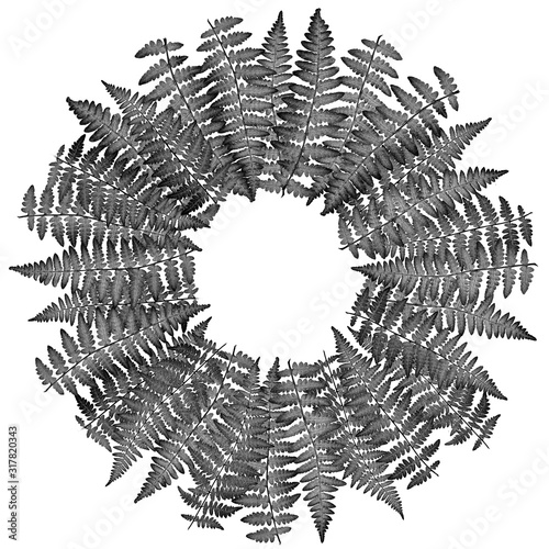 The fern leaves flat lay arrangement in circle shape rosette, isolated on whi...