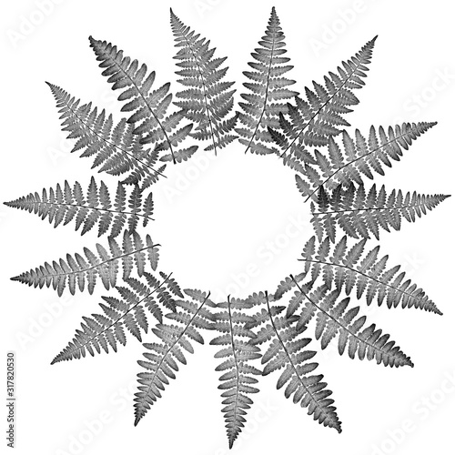 The fern leaves flat lay arrangement in circle shape rosette, isolated on whi...