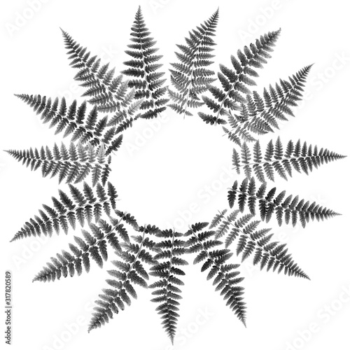 The fern leaves flat lay arrangement in circle shape rosette, isolated on whi...
