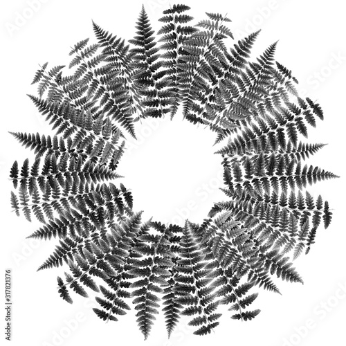 The fern leaves flat lay arrangement in circle shape rosette, isolated on whi...