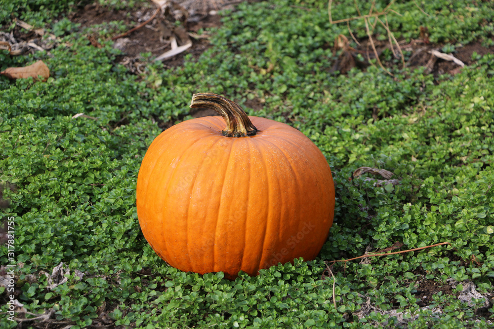 Orange Pumpkin Orange Pumpkin