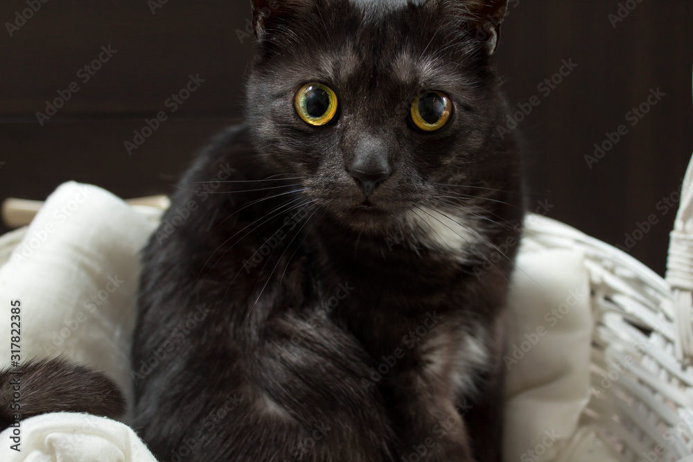 Czarny wielorasowy kot wpatrzony hipnotyzującym spojrzeniem z wielkimi oczami. - obrazy, fototapety, plakaty 