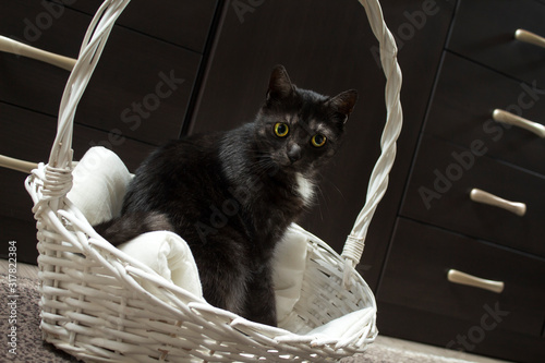 Czarny kot siedzi na poduszce w białym wiklinowym koszyku w skupieniu obserwuje punkt.