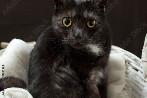 Czarny wielorasowy kot wpatrzony hipnotyzującym spojrzeniem z wielkimi oczami.