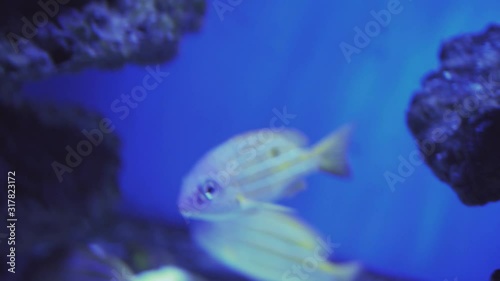 School of Fish, Bluestripe Snappers. Close up of a fish swimming. Tour of the fish tank. Pisces swim in the aquarium. A pond with a closeup of marine fish with blue backlight. Exotic ocean dwellers. photo