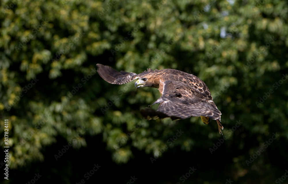 Fototapeta premium BUSE A QUEUE ROUSSE buteo jamaicensis