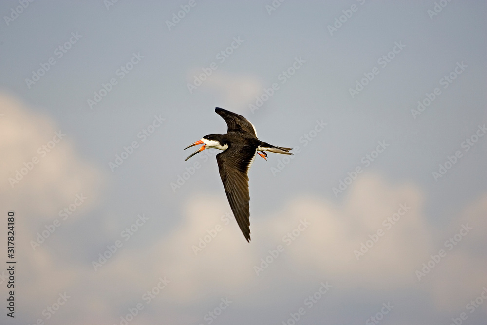 Obraz premium BEC EN CISEAUX NOIR rynchops niger