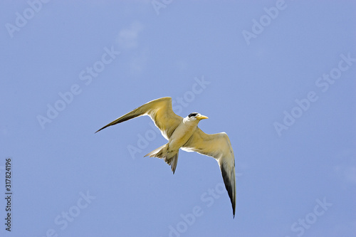 STERNE A GROS BEC phaetusa simplex photo