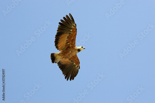 BUSE A TETE BLANCHE busarellus nigricollis photo