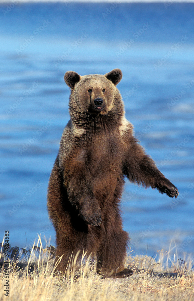 Fototapeta premium OURS GRIZZLY ursus arctos horribilis