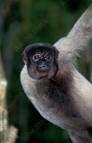 SINGE LAINEUX DE COLOMBIE lagothrix lagothricha lugens photo