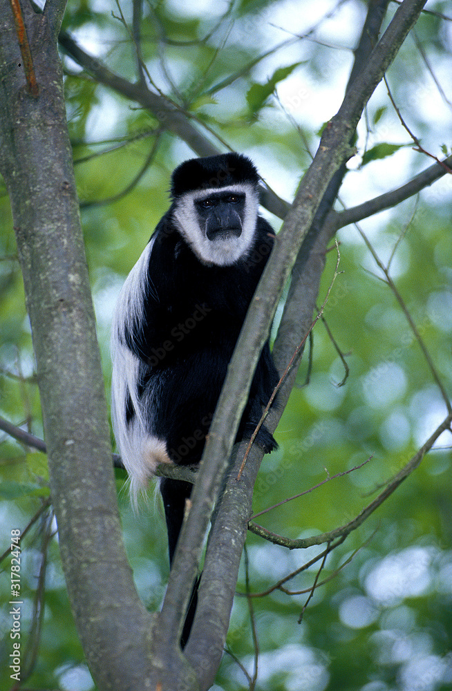 Obraz premium COLOBE GUEREZA colobus guereza