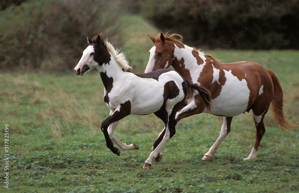 PAINT HORSE PAINT HORSE