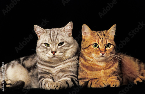 EUROPEEN BROWN TABBY ET SILVER TABBY photo