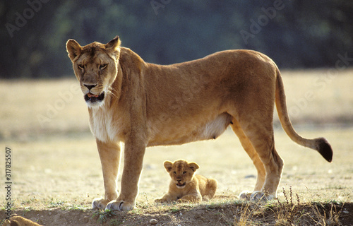 LION D'AFRIQUE panthera leo