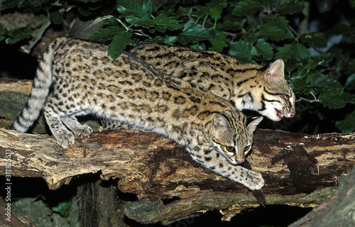 ONCILLE leopardus tigrinus