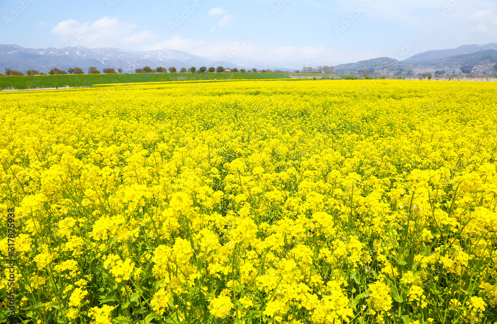信州 いいやま菜の花畑 信州 いいやま菜の花畑