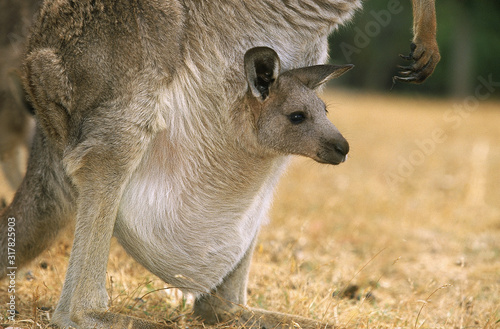 KANGOUROU GEANT macropus giganteus photo