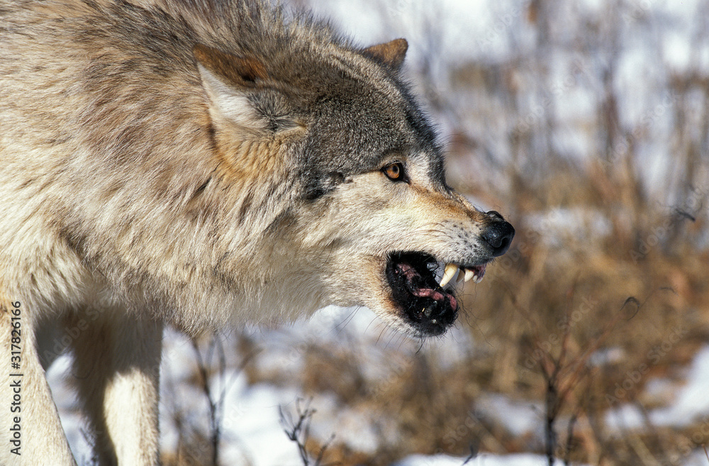 Obraz premium LOUP DU CANADA canis lupus occidentalis