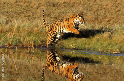 TIGRE DU BENGALE panthera tigris tigris