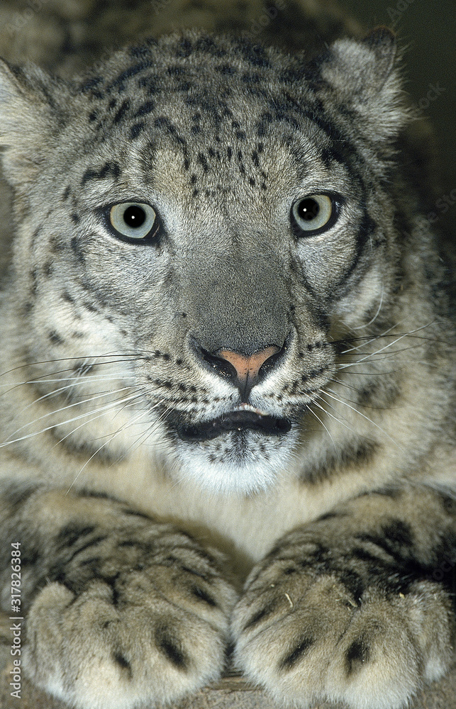 Obraz premium PANTHERE DES NEIGES uncia uncia