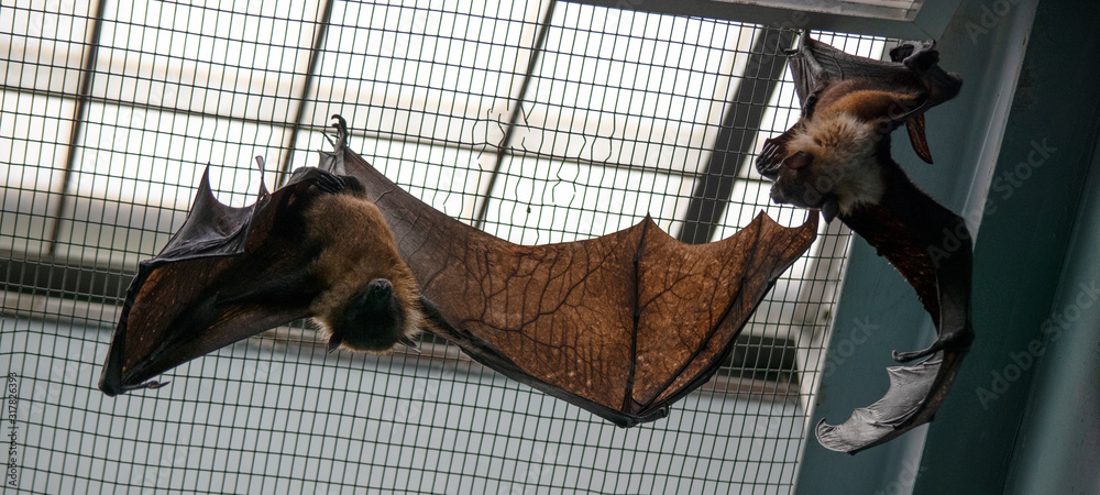 Giant Fruit Bats Hanging Upside Down in Zoo Enclosure, View from Below ...