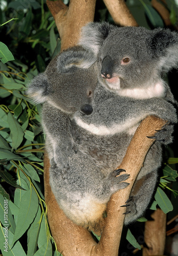 Photography KOALA phascolarctos cinereus