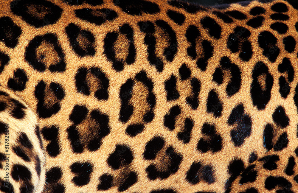 PANTHERE LEOPARD panthera pardus PANTHERE LEOPARD panthera pardus