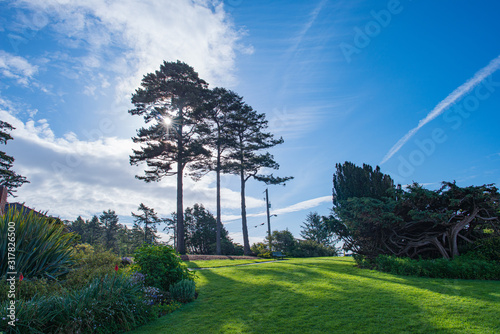 landscape with trees and blue sky photo