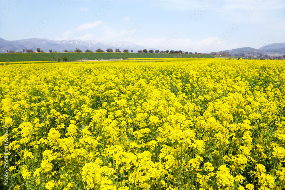 Obraz premium 信州 いいやま菜の花畑