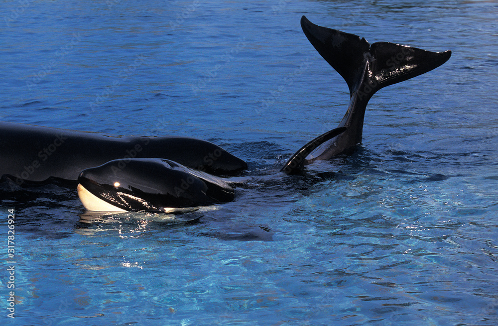 Fototapeta premium ORQUE EPAULARD orcinus orca