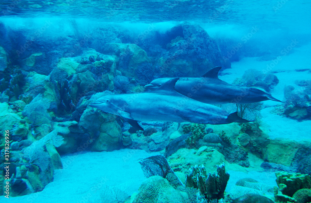 Fototapeta premium GRAND DAUPHIN tursiops truncatus