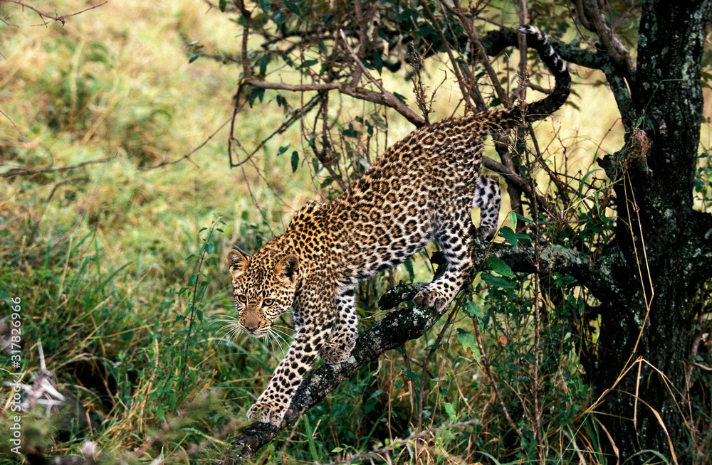 Obraz premium PANTHERE LEOPARD panthera pardus