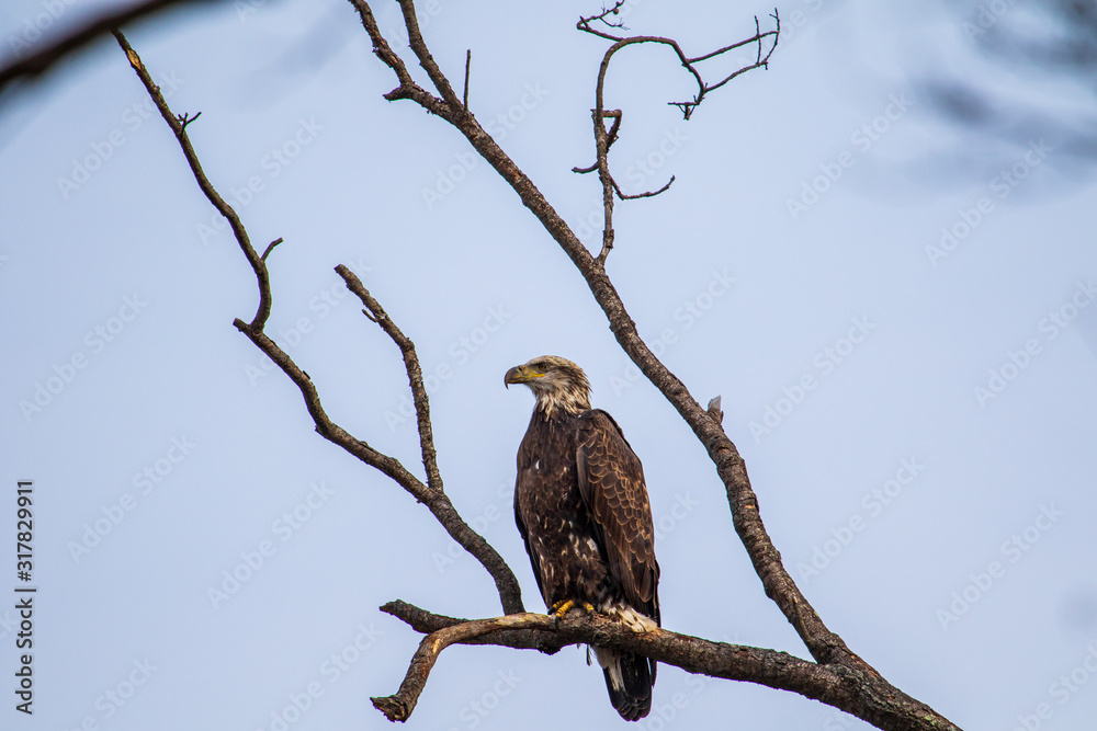 bird of prey bird of prey