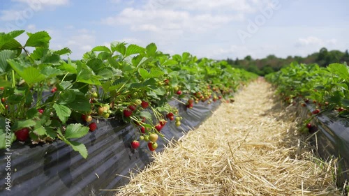 A field with strawberries. Moving the camera forward