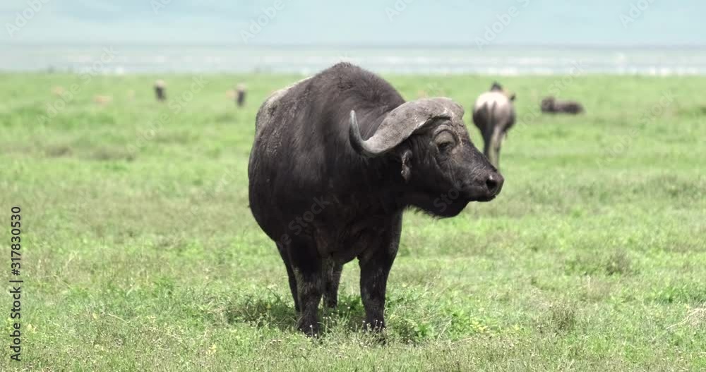 water buffalo standing solo on grass in Tanzania Ngorogoro national park water buffalo standing solo on grass in Tanzania Ngorogoro national park