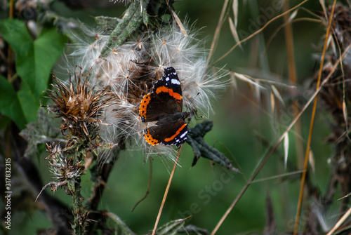 Beautiful orange and black butterfly posing on a plant. Image.