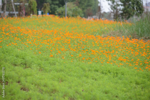 Cosmos sulphureus ( yellow cosmos ) flowers field at sunset.Cosmos sulphureus in the Dengdu Wet Lnad park of Guzhen Town in Zhongshan, Guangdong, China. photo