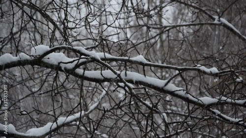 Snowfall in birch and aspen forest. Snow falls in large flakes. Beautiful snowfall on the background of trees.