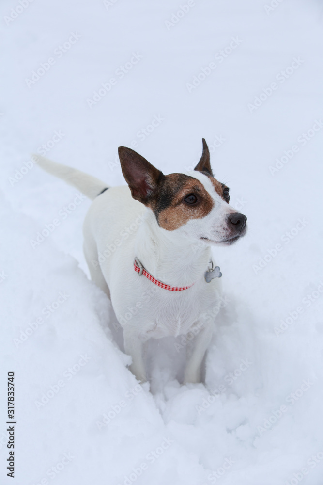 Close up view of a small breed terrier dog standing in deep snow