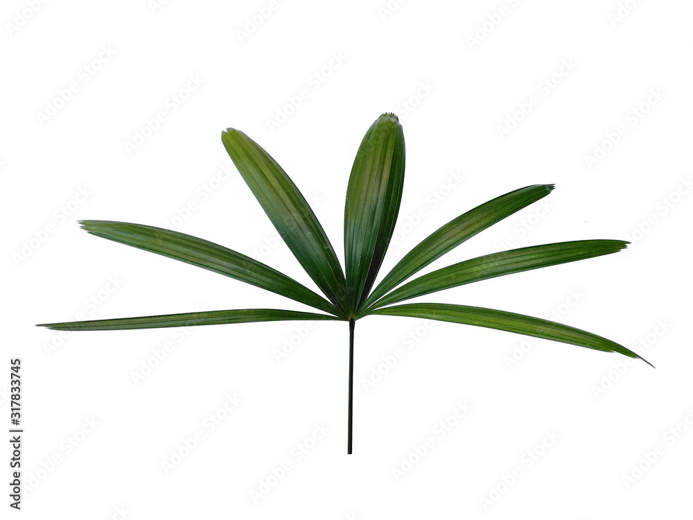 Bamboo palm fresh leaves or rhapis excelsa on white background. Green leaf isolated on white background.