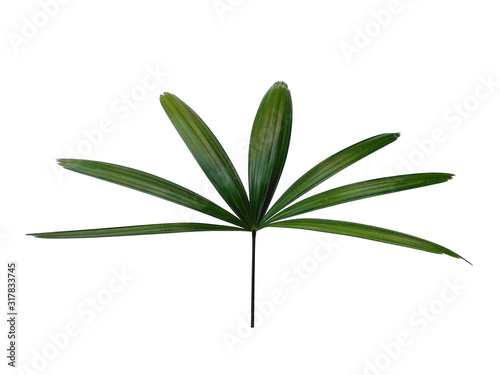 Bamboo palm fresh leaves or rhapis excelsa on white background. Green leaf isolated on white background.