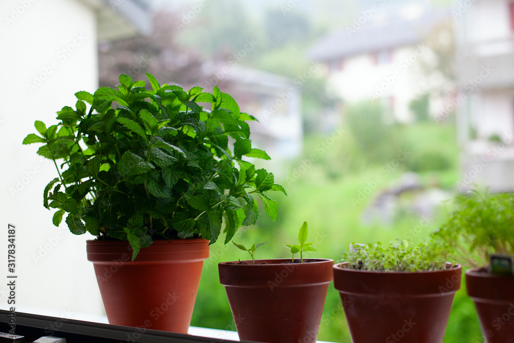 growing herbs on a window sill