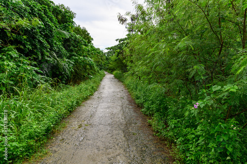 八重山諸島 竹富島 道路