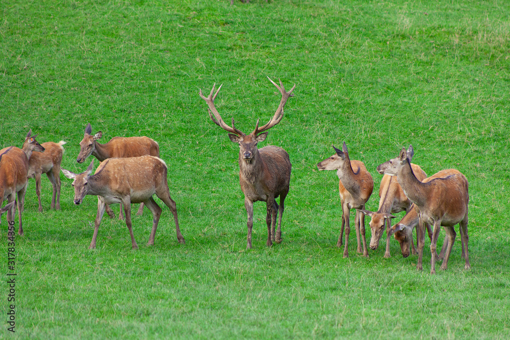 deer family on a pasture deer family on a pasture