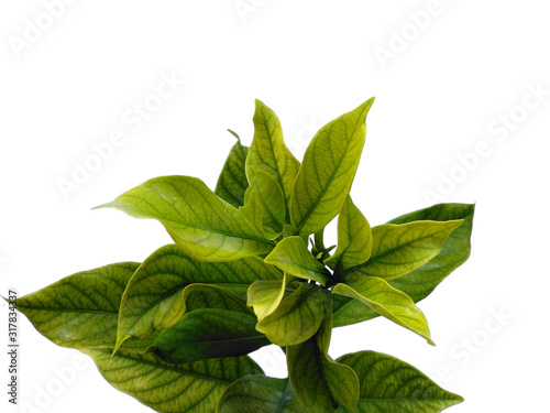 Green Plant or green tree on white background. Kacapiring or Gardenia augusta also known as cape jasmine leaves isolated on white background.
