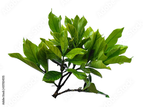 Green Plant or green tree on white background. Kacapiring or Gardenia augusta also known as cape jasmine leaves isolated on white background. photo