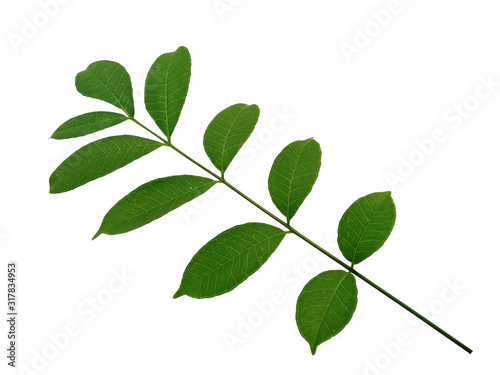 Green leaf or green leaves on white background. Cemcem leaves Isolated on white background.