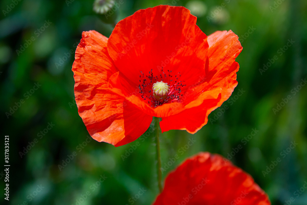 poppy flowerd on s green summer meadow poppy flowerd on s green summer meadow