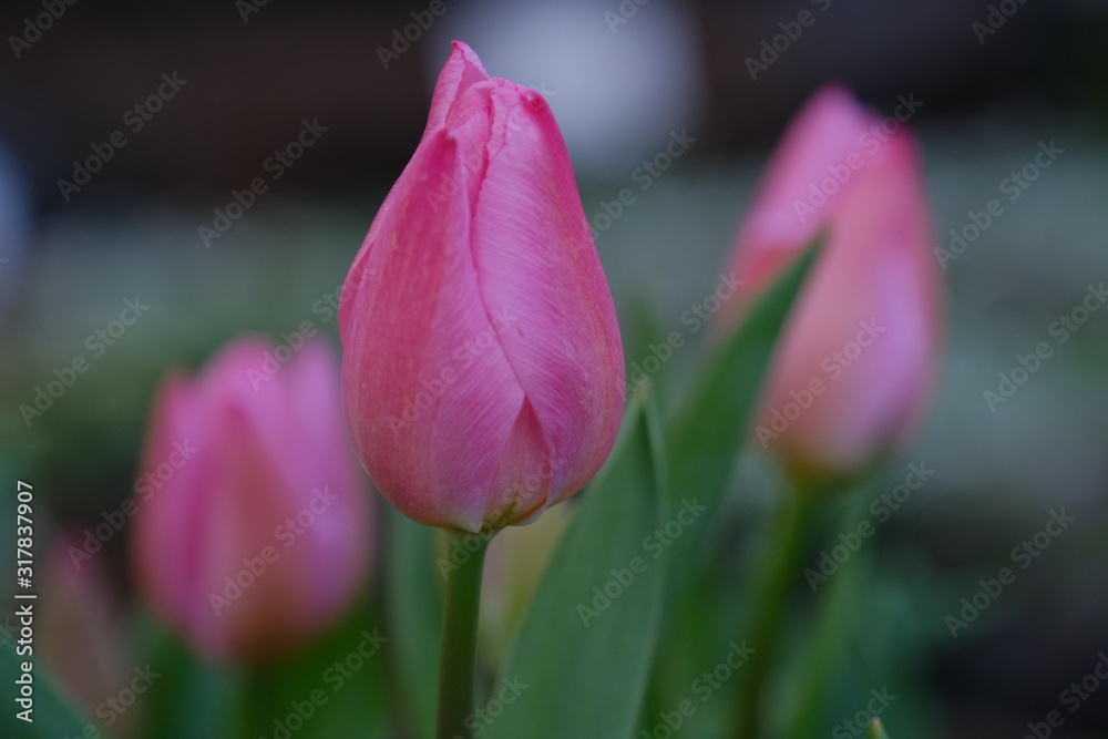 pink tulips in the garden pink tulips in the garden